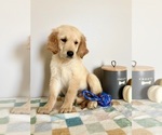 Small #5 Golden Retriever