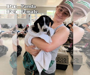 Labrador Retriever-Unknown Mix Dogs for adoption in Jefferson, NJ, USA