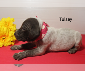 German Shorthaired Pointer Puppy for sale in RAGERSVILLE, OH, USA