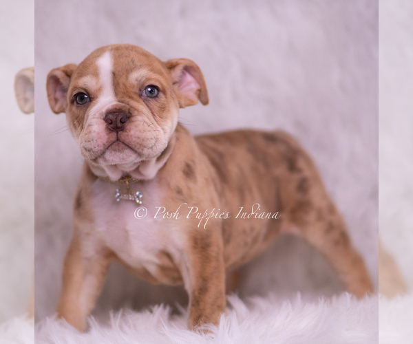 Medium Photo #6 Bulldog Puppy For Sale in WARSAW, IN, USA