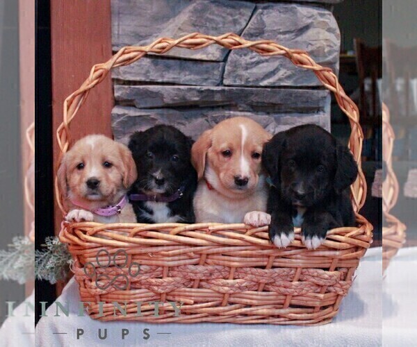 Medium Photo #2 Bernedoodle (Miniature)-Labrador Retriever Mix Puppy For Sale in LEBANON, PA, USA