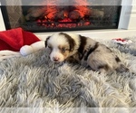 Small Miniature Australian Shepherd