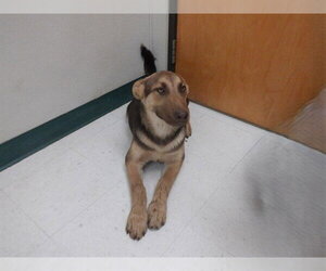 German Shepherd Dog-Unknown Mix Dogs for adoption in Oroville, CA, USA