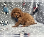 Small #3 Cavapoo
