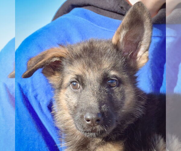 Medium Photo #5 German Shepherd Dog-Unknown Mix Puppy For Sale in Huntley, IL, USA