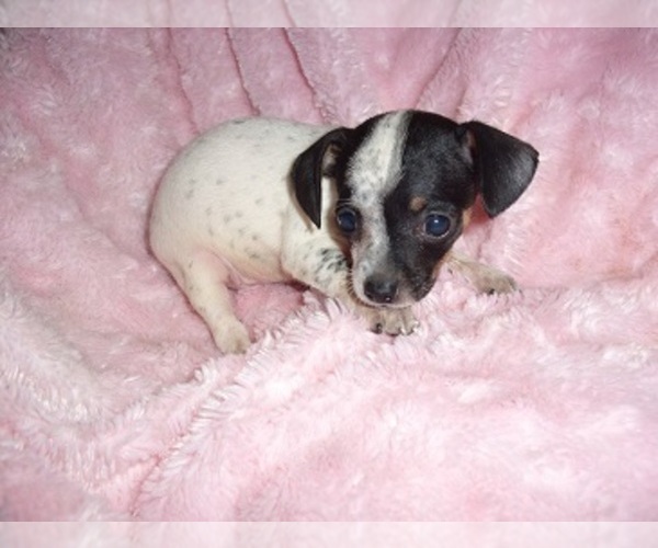 Medium Photo #8 Chihuahua Puppy For Sale in JACKSON, MS, USA