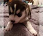 Small Photo #1 Siberian Husky Puppy For Sale in GILLETTE, WY, USA