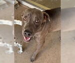 Small Weimaraner