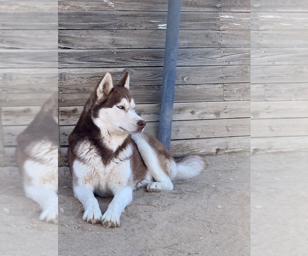 Medium Photo #1 Siberian Husky Puppy For Sale in SPG VALLEY LK, CA, USA