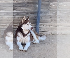 Mother of the Siberian Husky puppies born on 04/04/2025