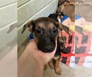 German Shepherd Dog Dogs for adoption in Stockton, CA, USA