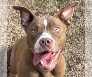 Mutt Dogs for adoption in Jefferson, WI, USA