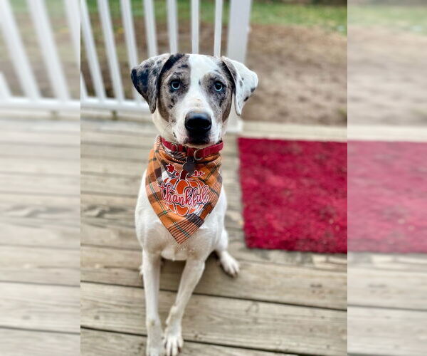 Medium Photo #2 Catahoula Leopard Dog-Unknown Mix Puppy For Sale in Canton, CT, USA