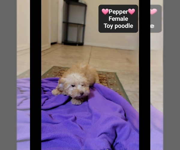 Medium Photo #3 Poodle (Toy) Puppy For Sale in TUCSON, AZ, USA