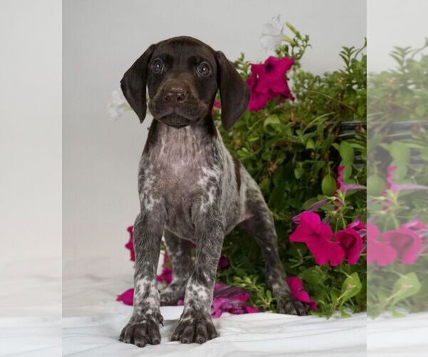 Medium Photo #3 German Shorthaired Pointer Puppy For Sale in BRISTOL, IN, USA