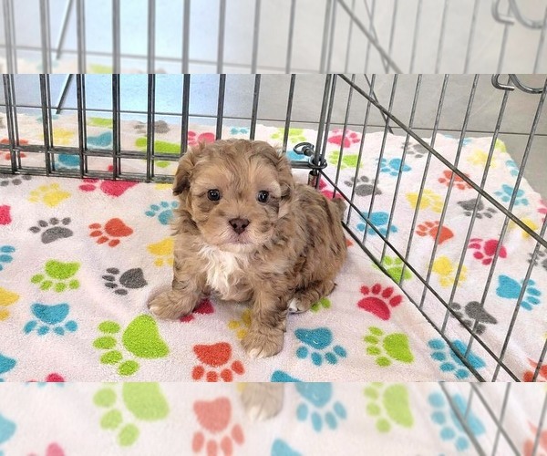 Medium Photo #12 ShihPoo Puppy For Sale in ORO VALLEY, AZ, USA