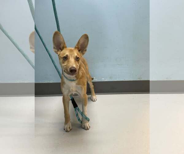 Medium Photo #2 Mutt Puppy For Sale in Pryor, OK, USA