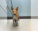 Small #1 Mutt