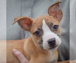 Small #4 Boxer-Bull Terrier Mix