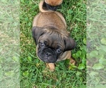 Puppy 1 Daug