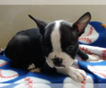 Small #1 Boston Terrier