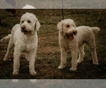 Small Photo #2 Pyredoodle Puppy For Sale in RUSSELL SPGS, KY, USA