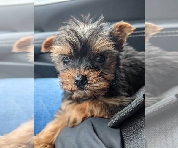 Medium Photo #4 Yorkshire Terrier Puppy For Sale in SPENCER, TN, USA