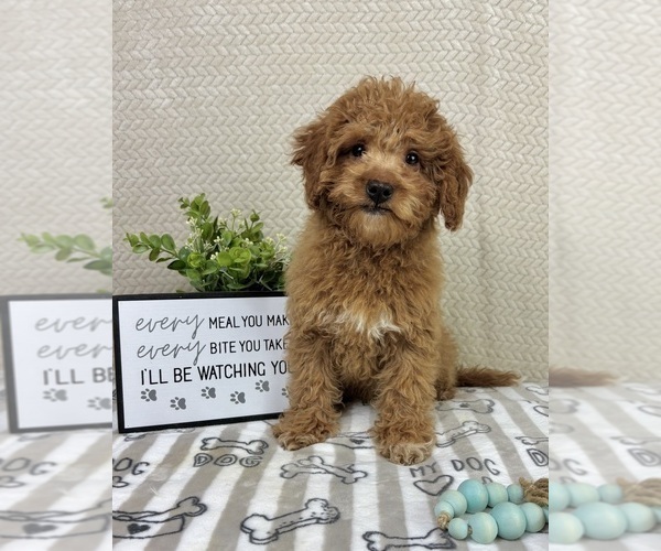 Medium Photo #3 Goldendoodle mix (+ Poodle Miniature) Puppy For Sale in INDIANAPOLIS, IN, USA