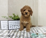 Small #2 Goldendoodle mix (+ Poodle Miniature)