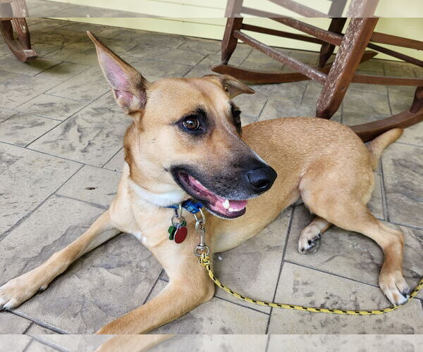 Medium Photo #4 Mutt Puppy For Sale in Cary, NC, USA