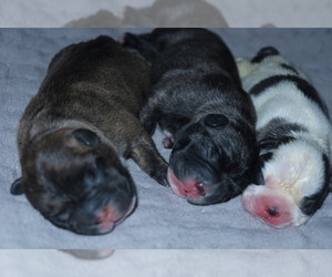 French Bulldog Puppy for sale in HOMESTEAD, FL, USA