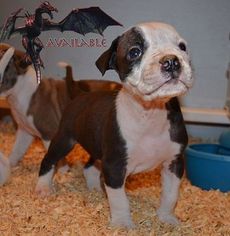 Alapaha Blue Blood Bulldog Puppy for sale in TOLEDO, OH, USA