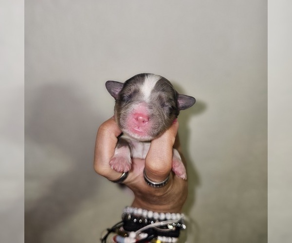 Medium Photo #23 Aussalier Puppy For Sale in DECATUR, IL, USA
