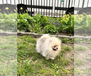 Pomeranian Puppy for sale in EMPIRE STATE, NY, USA
