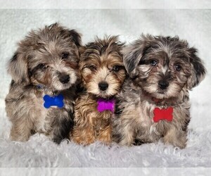 Poodle (Toy)-Yorkshire Terrier Mix Puppy for sale in JASONVILLE, IN, USA