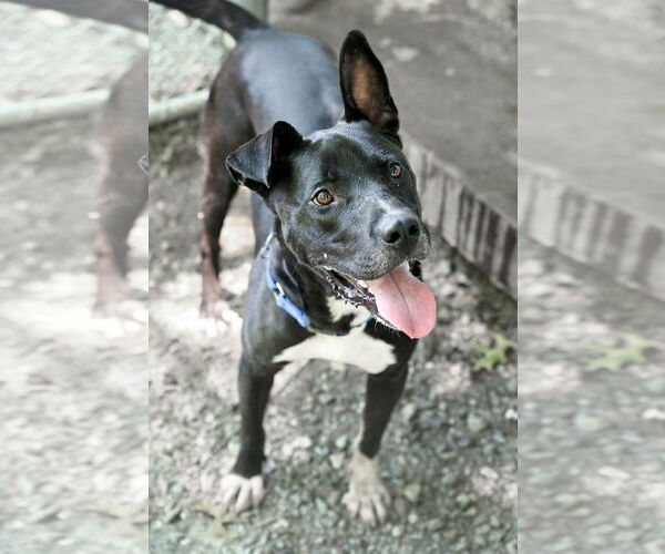 Medium Photo #4 Mutt Puppy For Sale in Chattanooga, TN, USA