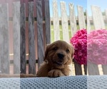 Small #18 Golden Retriever