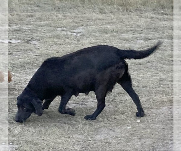 Medium Photo #1 Labrador Retriever Puppy For Sale in PIEDMONT, SD, USA