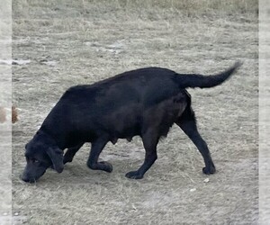 Mother of the Labrador Retriever puppies born on 07/14/2025