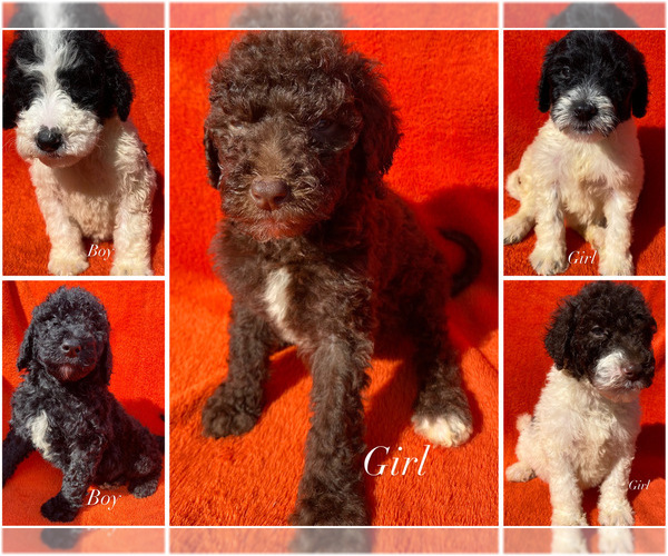 Medium Photo #1 Sheepadoodle Puppy For Sale in NICHOLLS, GA, USA