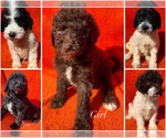 Small Photo #1 Sheepadoodle Puppy For Sale in NICHOLLS, GA, USA