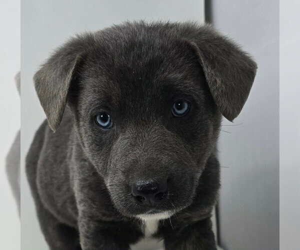 Medium Photo #1 German Shepherd Dog-Unknown Mix Puppy For Sale in Brewster, NY, USA