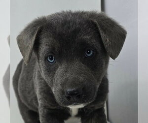 German Shepherd Dog-Unknown Mix Dogs for adoption in Brewster, NY, USA