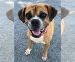 Small #2 Boxer Mix