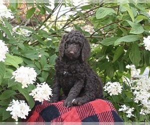 Poodle (Standard) Puppy for sale in MILLERSBURG, OH, USA