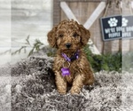 Small Photo #5 Poodle (Standard) Puppy For Sale in WOLCOTT, IN, USA