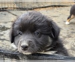 Small #3 Australian Shepherd