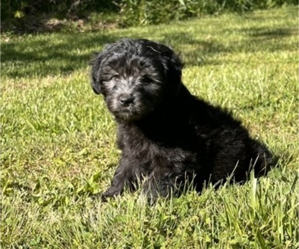 Medium Photo #6 Aussiedoodle Miniature  Puppy For Sale in MEHERRIN, VA, USA