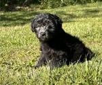 Small Photo #6 Aussiedoodle Miniature  Puppy For Sale in MEHERRIN, VA, USA