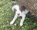 Puppy Faith Borador